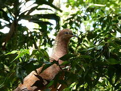 Brown Cuckoo-Dove