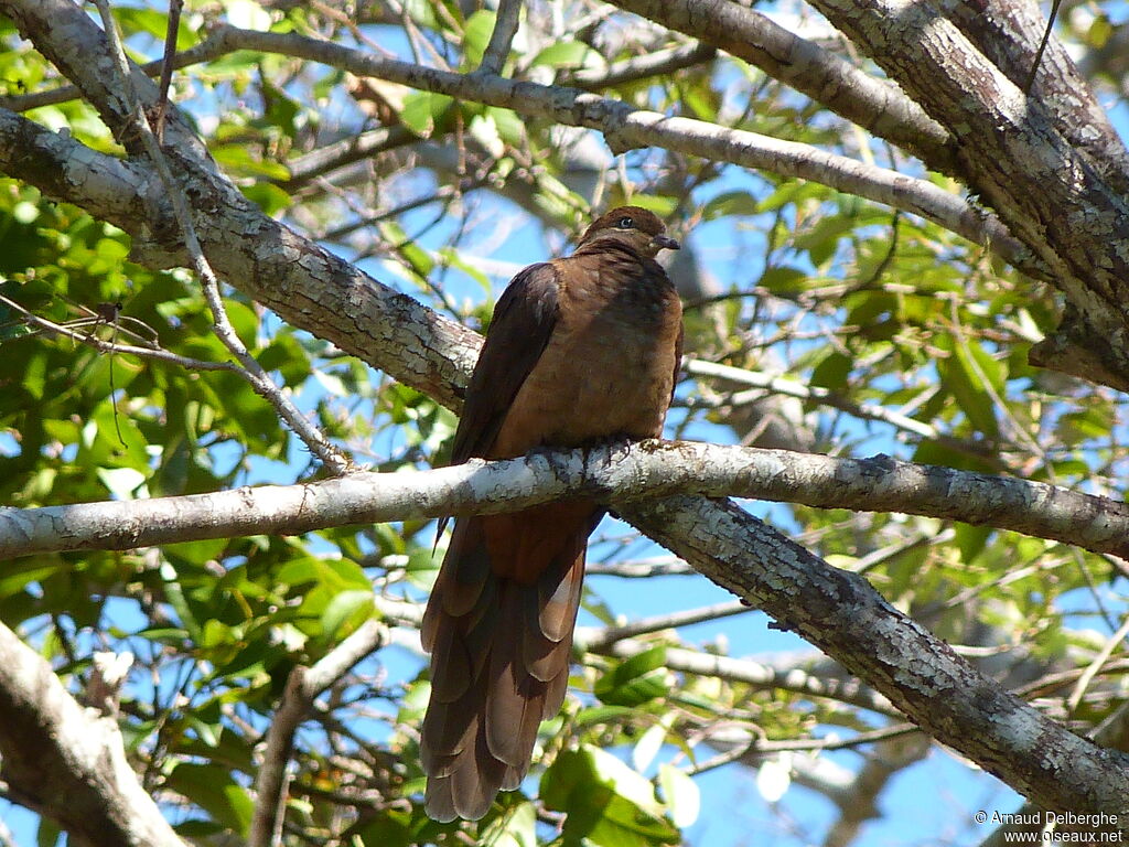 Brown Cuckoo-Dove