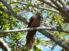 Brown Cuckoo-Dove