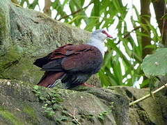 Great Cuckoo-Dove