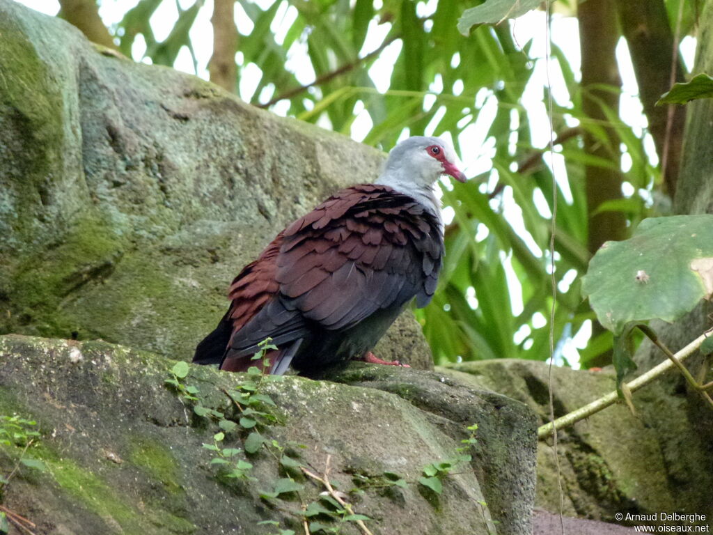 Great Cuckoo-Dove