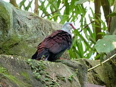 Great Cuckoo-Dove