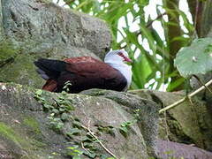 Great Cuckoo-Dove