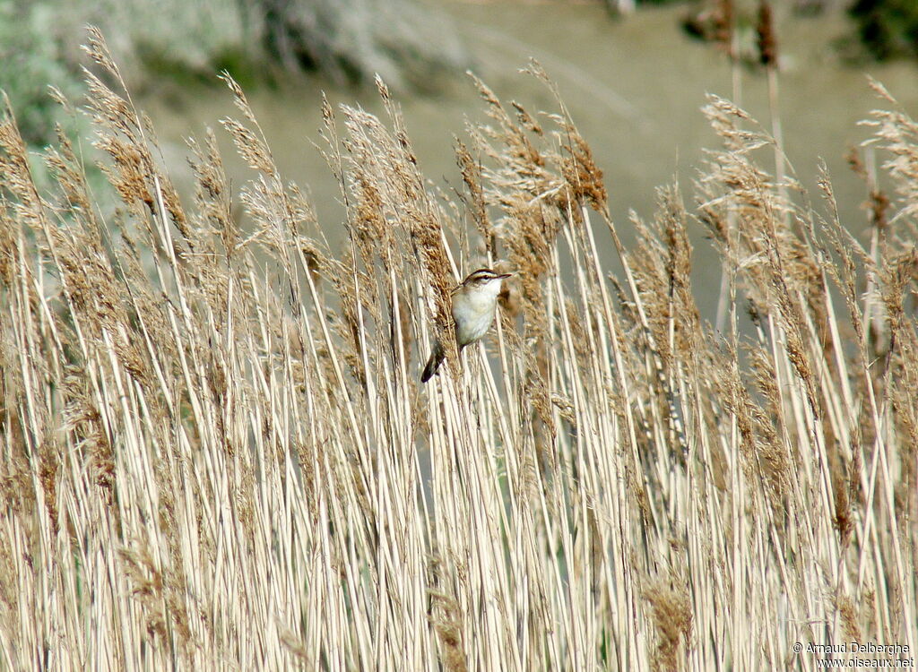 Sedge Warbler