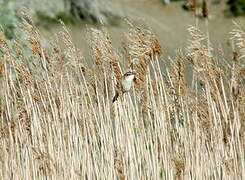 Sedge Warbler