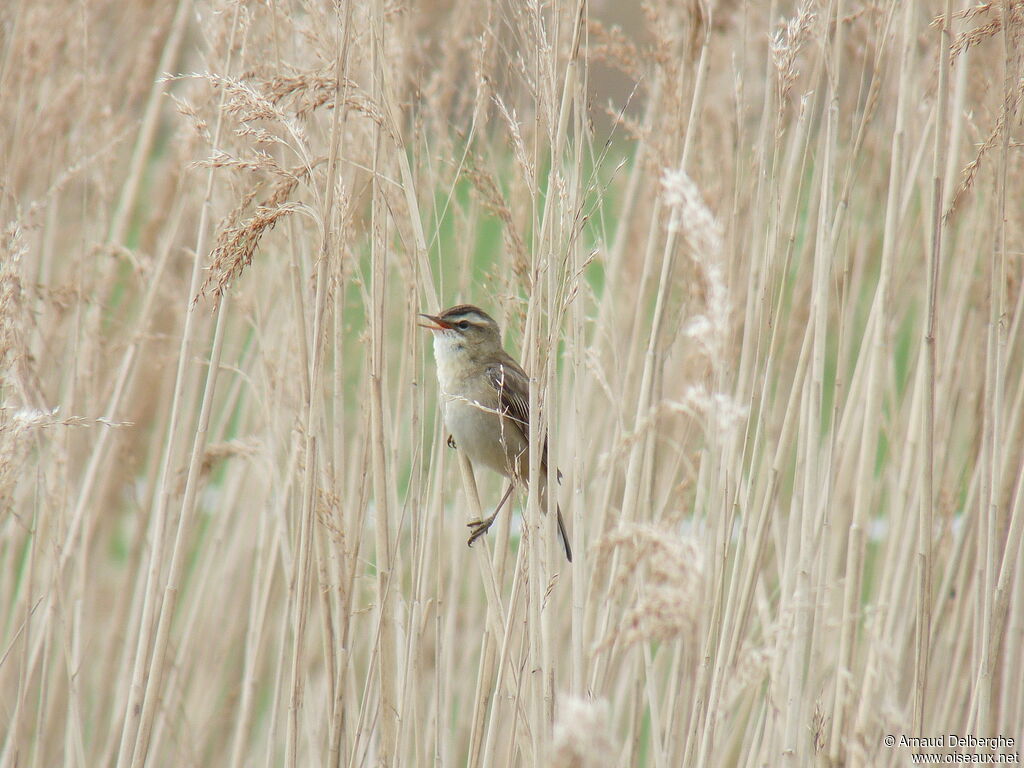 Sedge Warbler