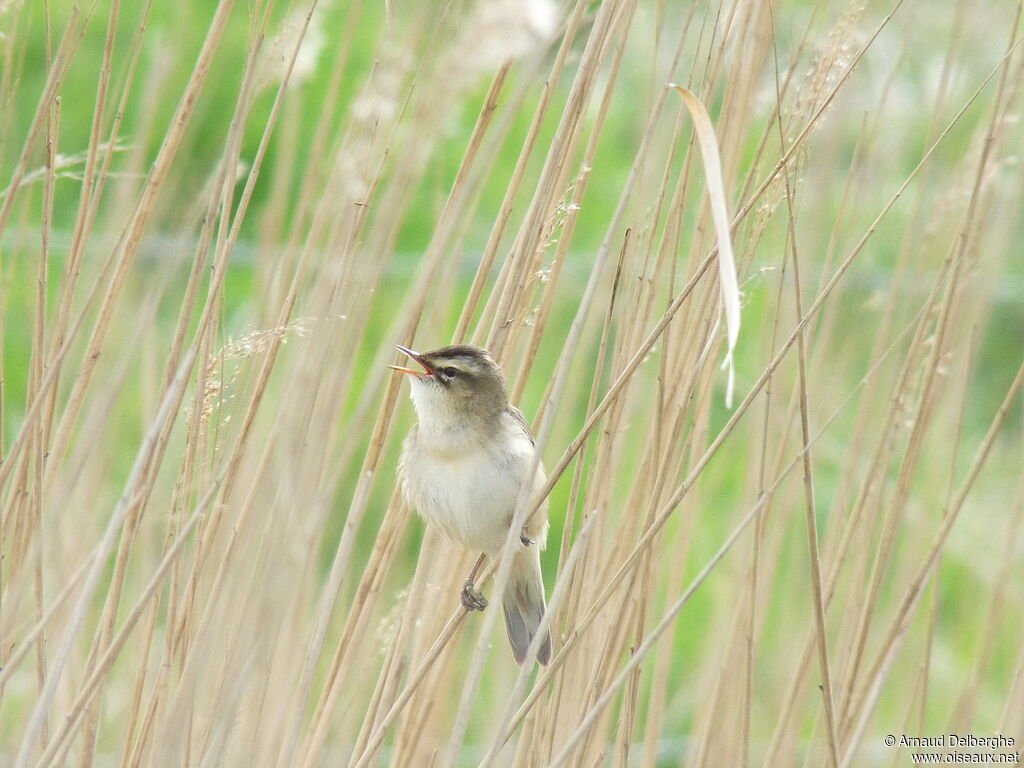 Phragmite des joncs