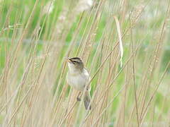 Sedge Warbler