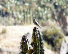 Mourning Sierra Finch