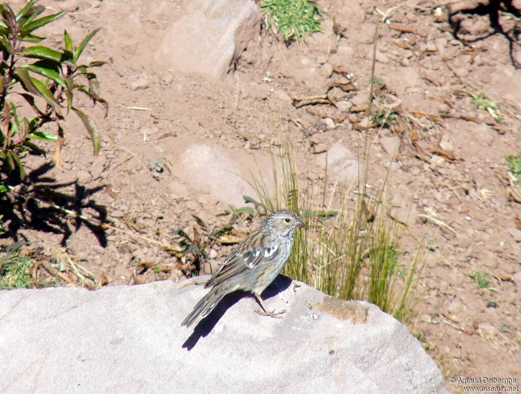 Mourning Sierra Finch female
