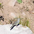 Phrygile petit-deuil