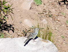 Mourning Sierra Finch