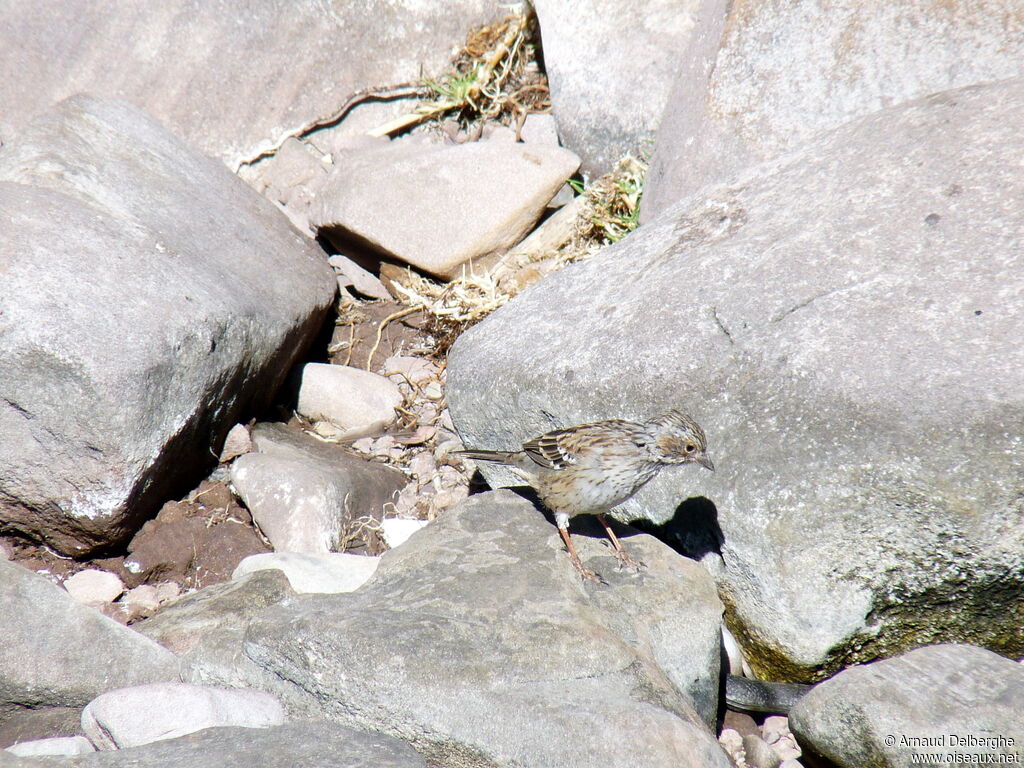 Mourning Sierra Finch female