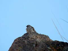 Ash-breasted Sierra Finch