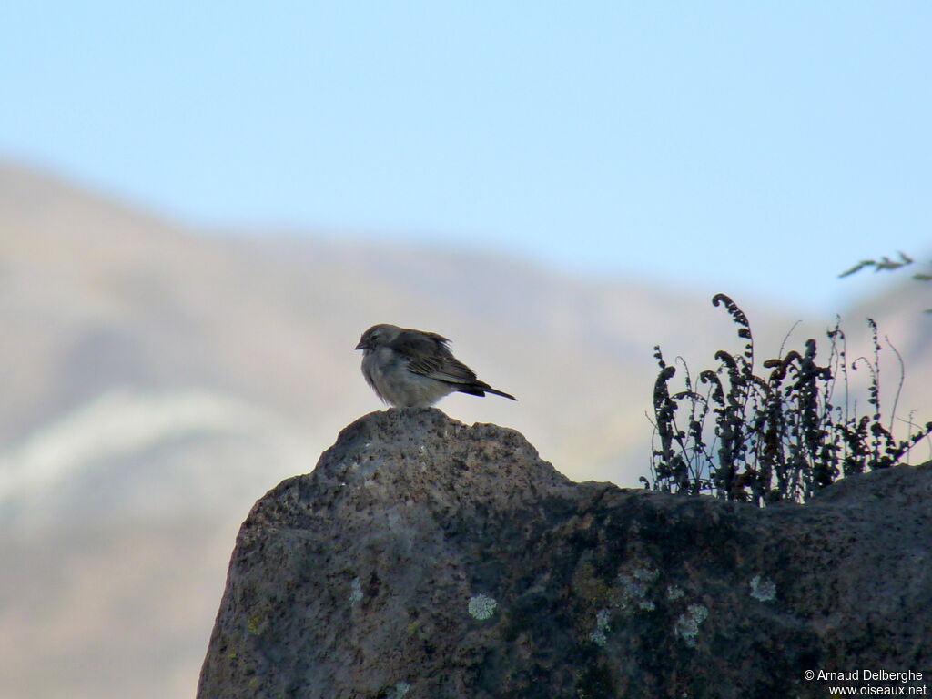 Ash-breasted Sierra Finch