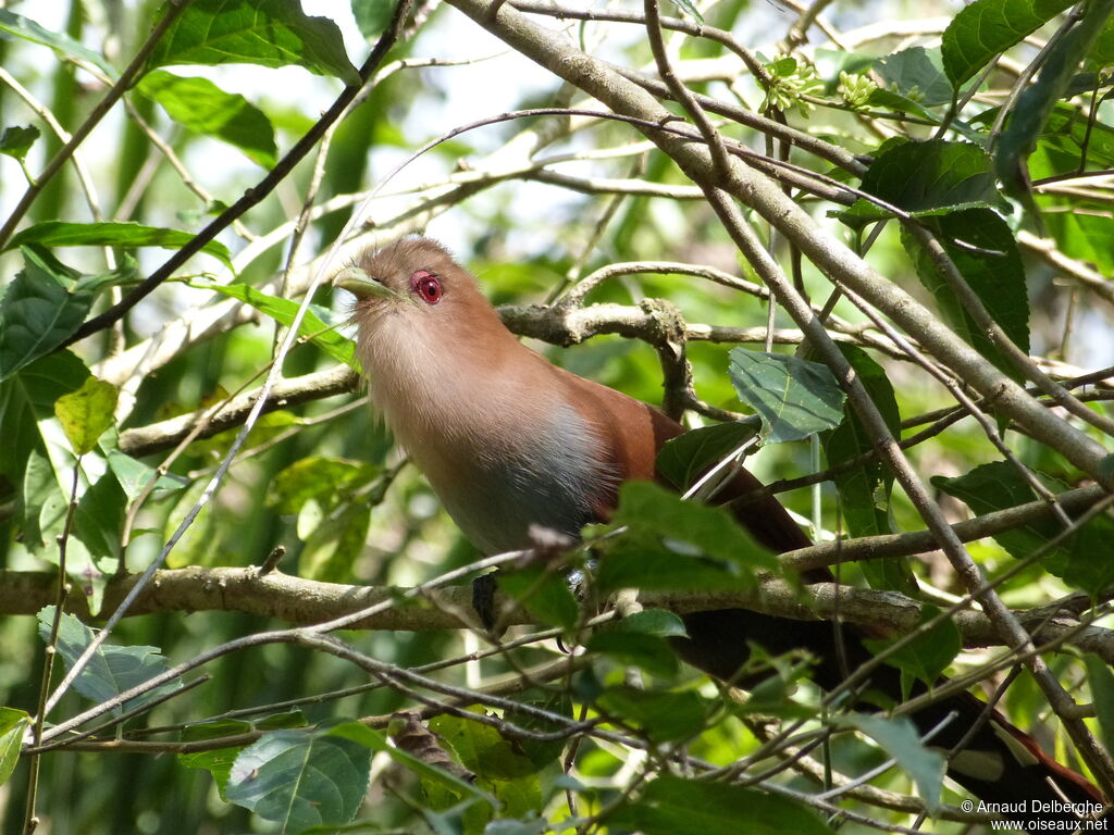 Squirrel Cuckoo