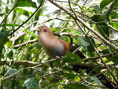 Squirrel Cuckoo