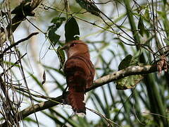 Squirrel Cuckoo