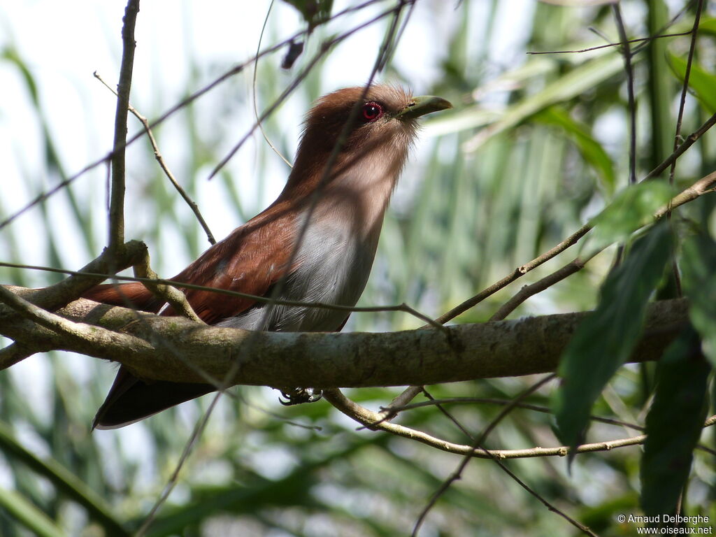 Squirrel Cuckoo