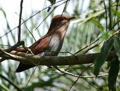 Squirrel Cuckoo