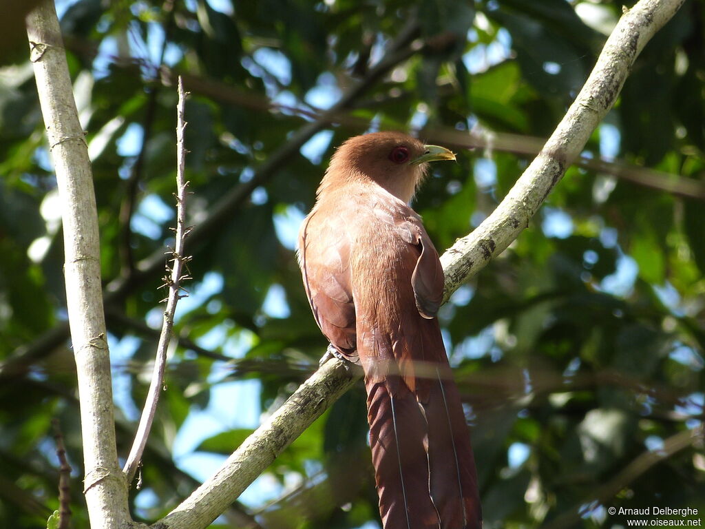 Squirrel Cuckoo