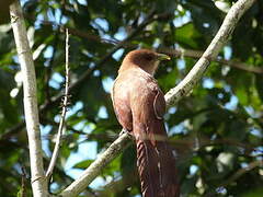 Squirrel Cuckoo