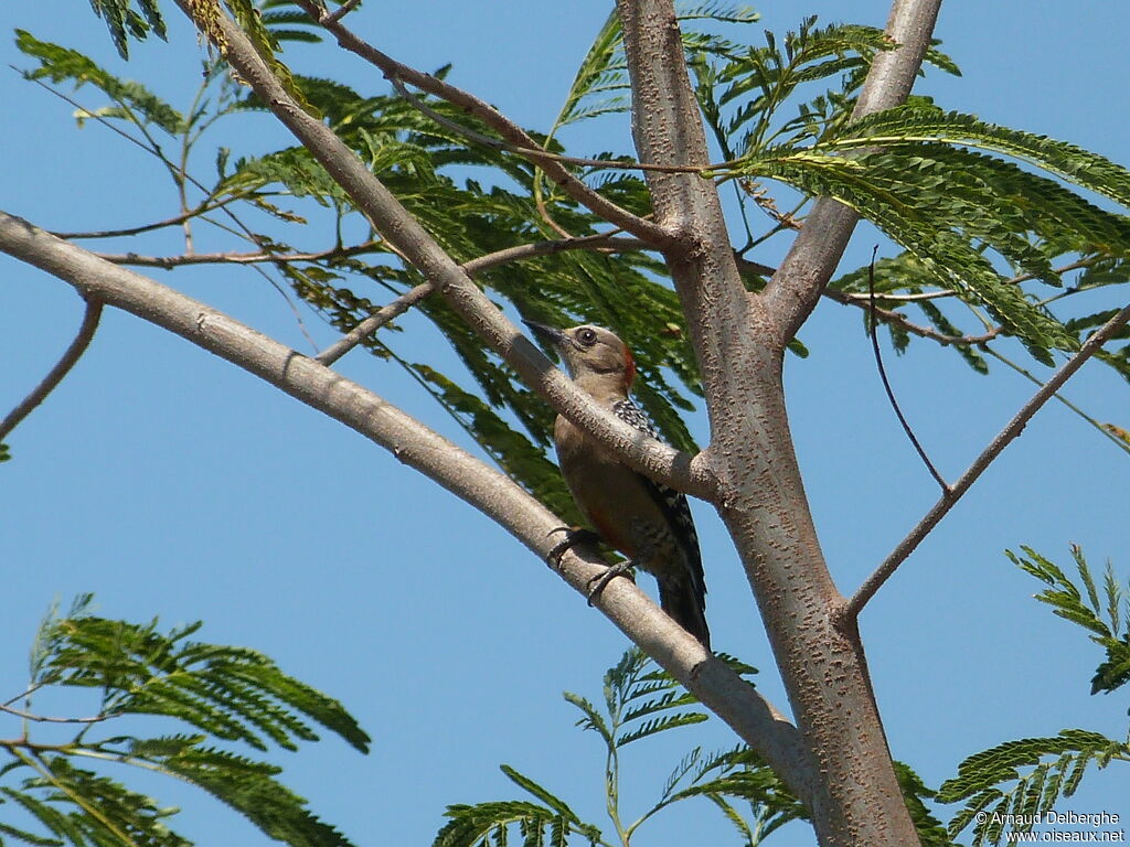 Red-crowned Woodpecker