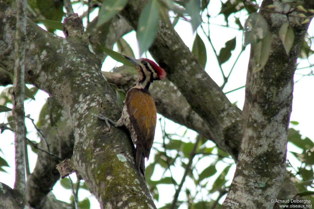 Common Flameback