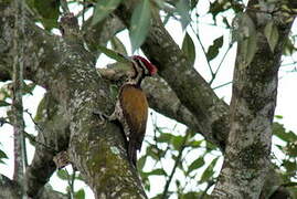 Common Flameback