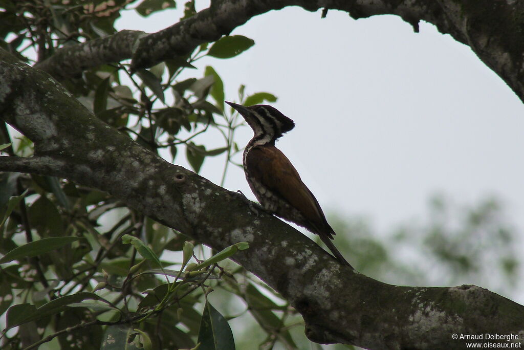 Common Flameback