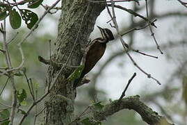 Common Flameback