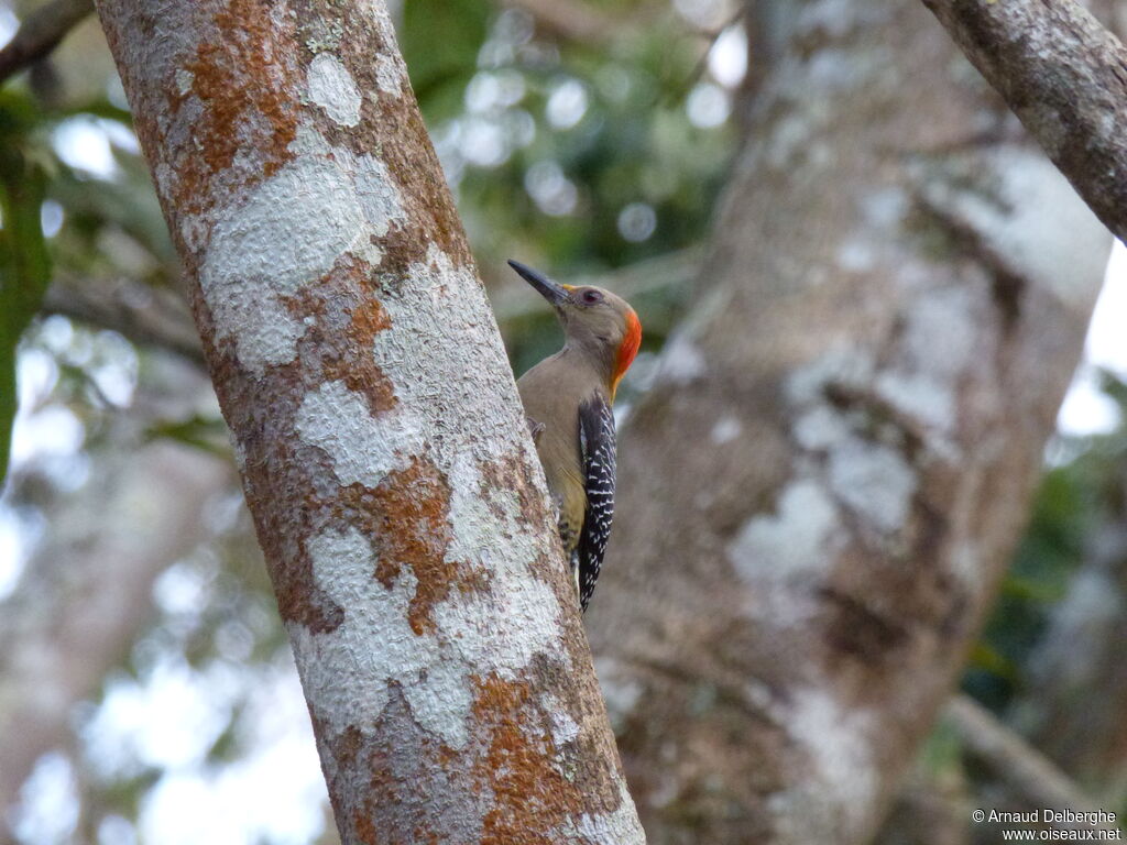 Golden-fronted Woodpecker