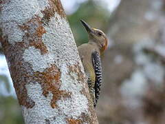 Golden-fronted Woodpecker