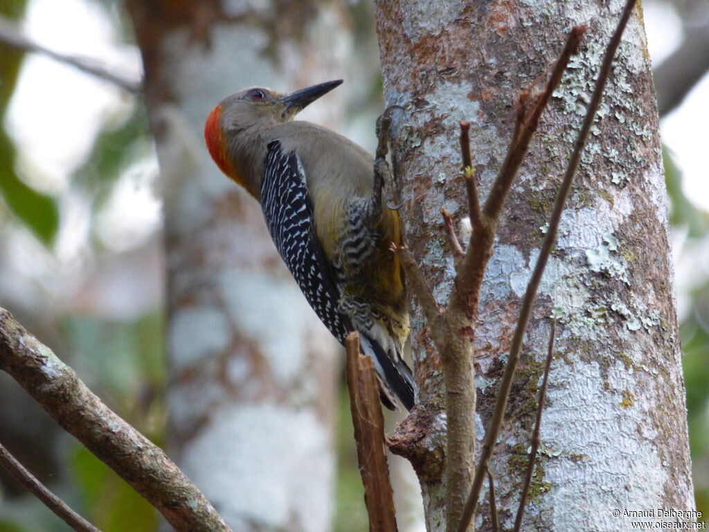 Golden-fronted Woodpecker