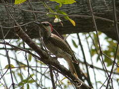 Golden-tailed Woodpecker