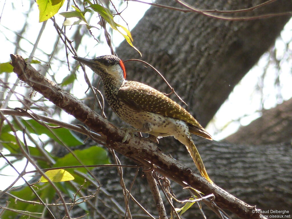 Golden-tailed Woodpecker