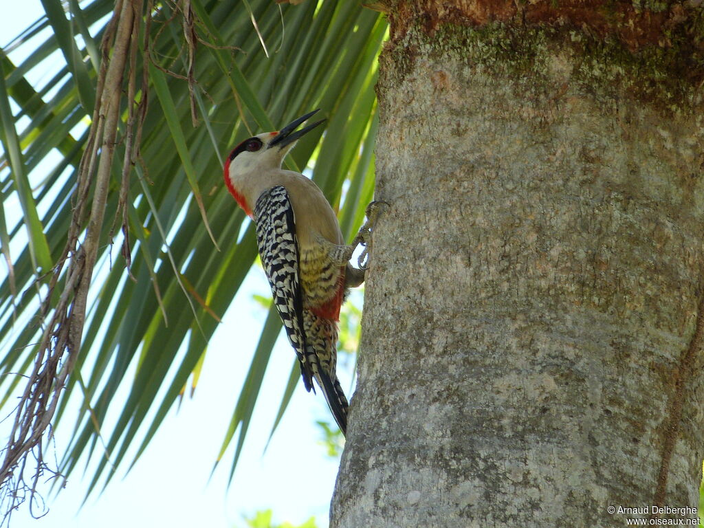 West Indian Woodpecker