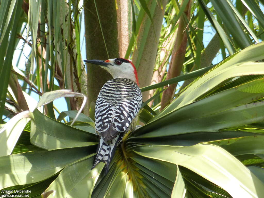 West Indian Woodpecker male adult