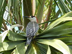 West Indian Woodpecker