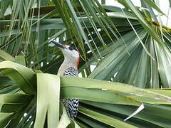 West Indian Woodpecker