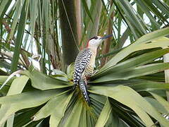 West Indian Woodpecker