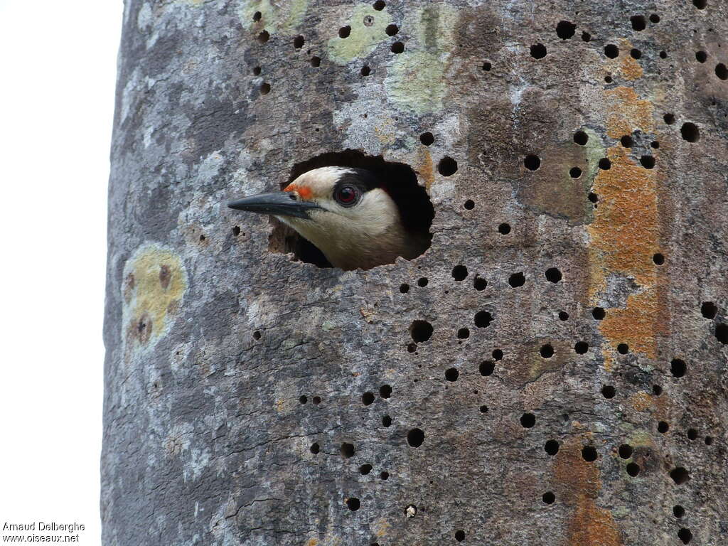 West Indian Woodpecker female adult, Reproduction-nesting