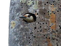 West Indian Woodpecker