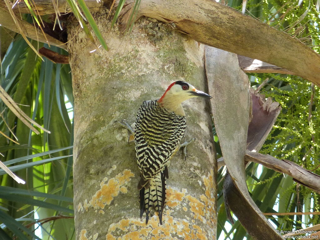 West Indian Woodpecker