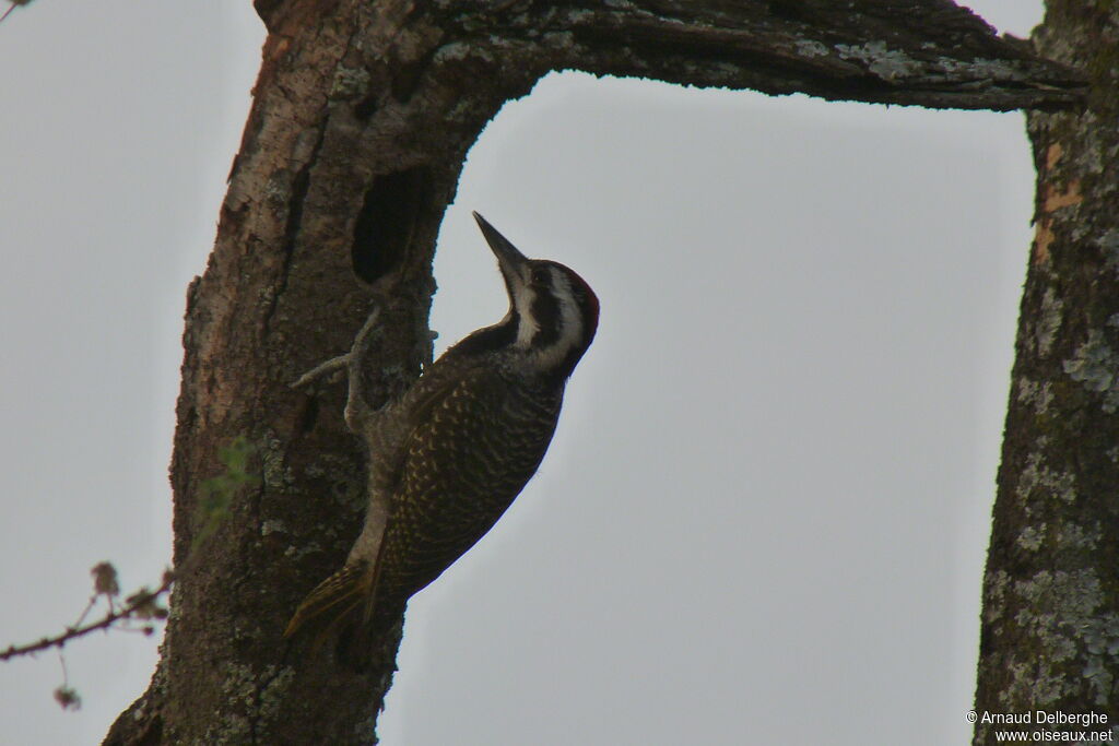 Bearded Woodpecker