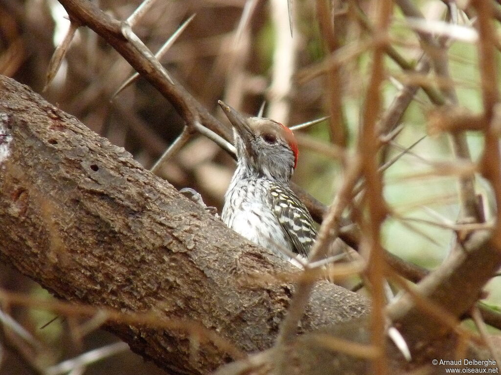 Cardinal Woodpecker