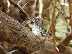 Cardinal Woodpecker