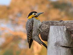 Campo Flicker