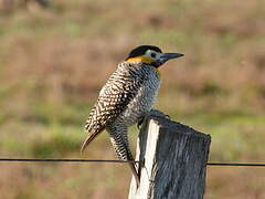 Campo Flicker