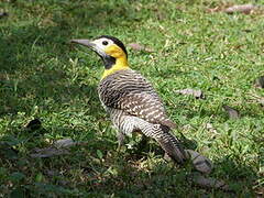 Campo Flicker